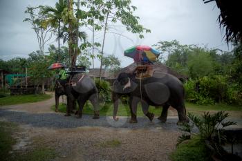 krabi , thailand - 31 march 2017; Guided walking on elephants is a favorite tourist attraction in Thailand. Beautiful green jungle after the rain . Asian natural scenery.