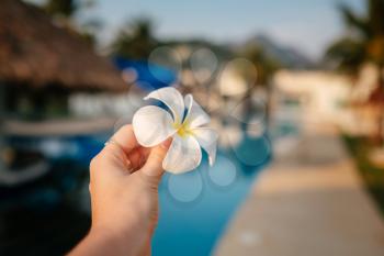 Closeup of unknown woman holding a fragrant Frangipani flower in the pool. idea and concept of vacation and summer