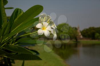 Soft frangipani flower or plumeria flower Bouquet on branch tree in morning on blurred background. Plumeria is white and yellow petal and blooming is beauty in garden park.