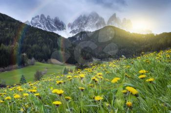 Alpine meadow with yellow flowers and green grass with Alp Mountains on the background. South Tyrol, Italy, Dolomites, St. Magdalen