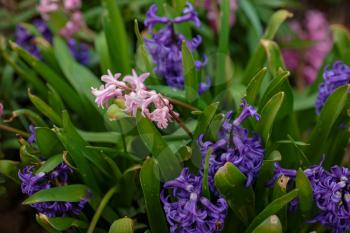 Spring flowers. Spring Background with bokeh. Colorful hyacinth flowers blossom in spring garden. idea and concept of freshness, tenderness and spring