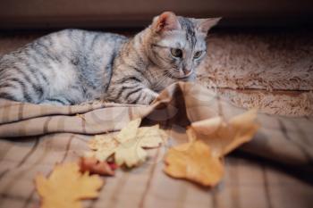 A funny tabby gray cat plays with yellow autumn leaves in the house. the idea and concept of a cozy autumn with pets