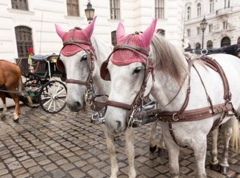 Pair of horses and carriage in front of the Hofburg Palace in Vienna, Austria