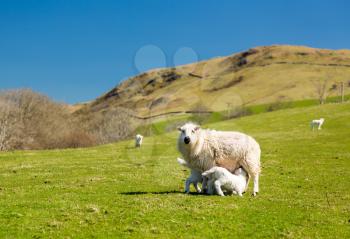 Sheep and lambs in fields and meadows of Welsh hill farm with mountains in the distance