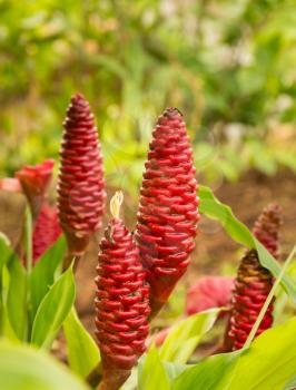 Red cone shaped flowers of the Shampoo Ginger or Awapuhi plant in plantation in Kauai, Hawaii