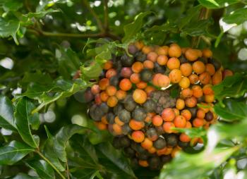 Bunch of red and green Hawaiian Kona Red coffee beans on branch in plantation in Kauai, Hawaii