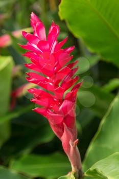 Hawaiian Pink Ginger spice plant growing in plantation in Kauai, Hawaii