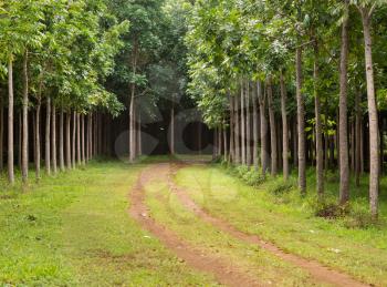 Pathway or track leads through plantation of Mahogany trees in Kauai, Hawaii, USA