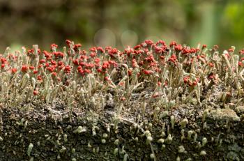 Cladonia cristatella or British Soldiers Lichen growing on old wooden fence in West Virginia