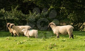 Side view of three rams from Shropshire sheep breed in welsh meadow