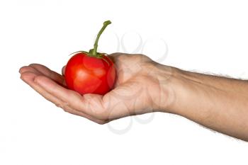 Isolated image of a senior mans arm and hand holding a large red organic tomato with stem and leaves with a clear white background