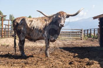 Old Longhorn cow, bull or bullock standing and staring at the camera in paddock or stable farmyard with mountains in background