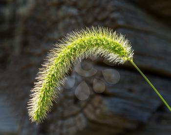 Timothy or Foxtail grass seed head or seedhead backlit by the sun in front of the logs of a log cabin in Virginia