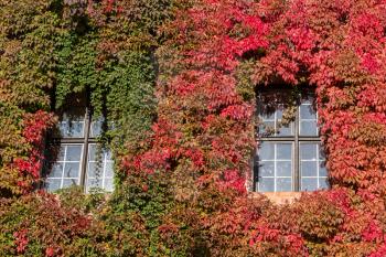 Growth of red and green ivy leaves cover the walls and windows of Nuremberg Castle in Germany