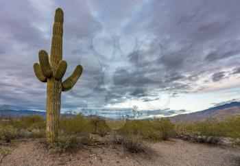 Saguaro cactus plant stands against setting sun near Tucson Arizona