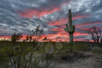 Saguaro cacti stand against setting sun near Tucson Arizona