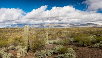 Saguaro cactus plant stands against storm clouds over Santa Catalina Mountains near Tucson Arizona
