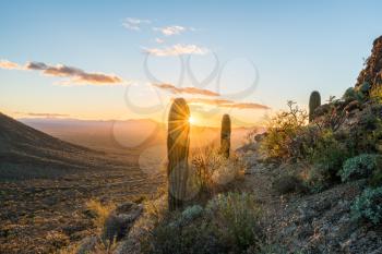Saguaro cacti stand against setting sun at Gates Pass near Tucson Arizona