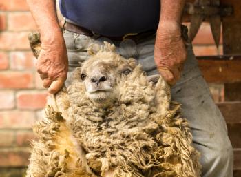 Strong farmer or shepherd holding a large sheep by its legs prior to starting to shear its wool