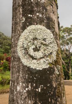 Close up of lichen in the shape of a smiley face growing on the bark of a tree in Maui forest