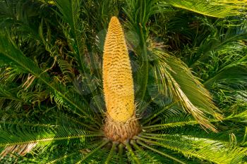 Yellow fruit cone like corn on the cob in center of fern like leaves of Sago Palm tree in Hawaii