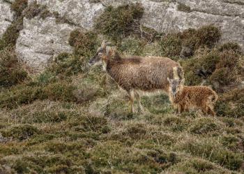 Mother and baby goats wild on island against a rocky outcrop and still with winter coats