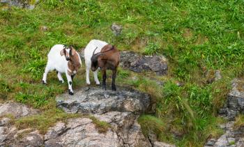 Two goats grazing on grass by the side of a Norwegian fjord near Stavanger