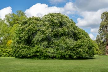 Very large horse chestnut or conker tree in flower in spring in a garden