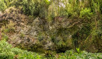 Panorama of the ferns and other plants hanging from rocks at Fern Grotto on Wailua river in Kauai