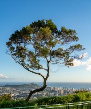 Trees frame panorama over Waikiki, Honolulu and Diamond Head from the Tantalus Overlook on Oahu, Hawaii