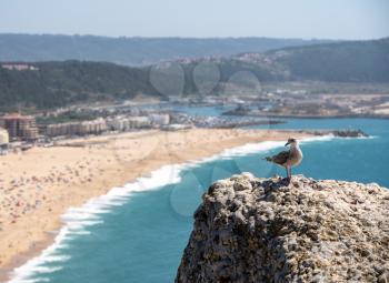 Single seagull on rocky ledge above the crowded beach of Nazare with tourists relaxing on the sand