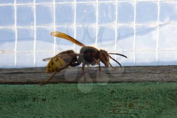 Wasp on the windowsill.