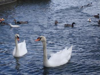 The swan floats on a reservoir.
