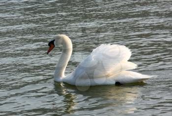 The swan floats on a reservoir.