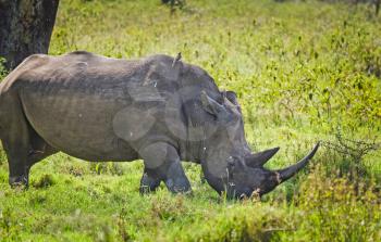Rhinoceros in the African savannah. Large herbivorous mammal African savannah
