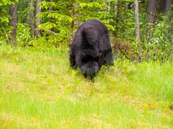 Black Canadian bear at the edge of the forest
