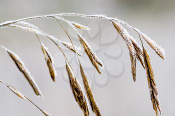 dry grass and spikelets of a cereal plant. Macro photo of grass