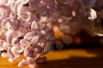 Lilac flowers near. Macro photo of lilac. Macro photo of wildlife, flowers and leaves of plants