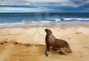 Wild sea lion on the beach, New Zealand
