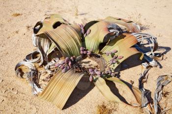 Amazing desert plant, living fossil Welwitschia Mirabilis in Namib Desert
