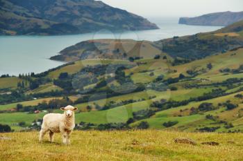 New Zealand landscape, Banks Peninsula
