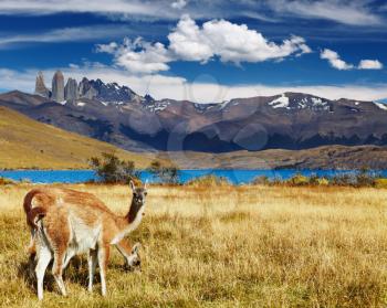 Guanaco in Torres del Paine National Park, Laguna Azul, Patagonia, Chile