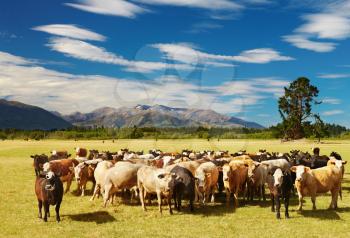 Mountain landscape with grazing cows, New Zealand
