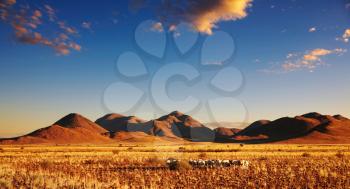 Grazing sheep in namibian desert