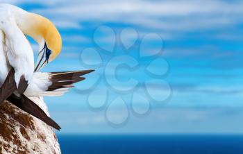 Australasian gannet on the rock against blue sky and ocean background
