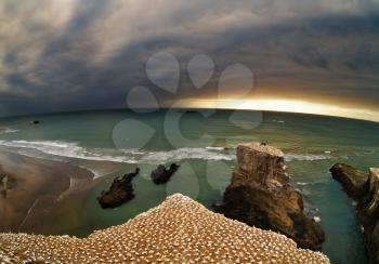 Gannet colony, Muriwai Beach, New Zealand, fisheye shot