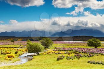 Landscape with blooming field and mountains, New Zealand