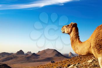 Camel in Sahara Desert, Hoggar Mountains, Algeria
