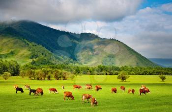 Mountain grassland with grazing cows
