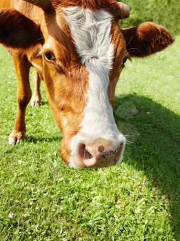 Curious cow muzzle close up